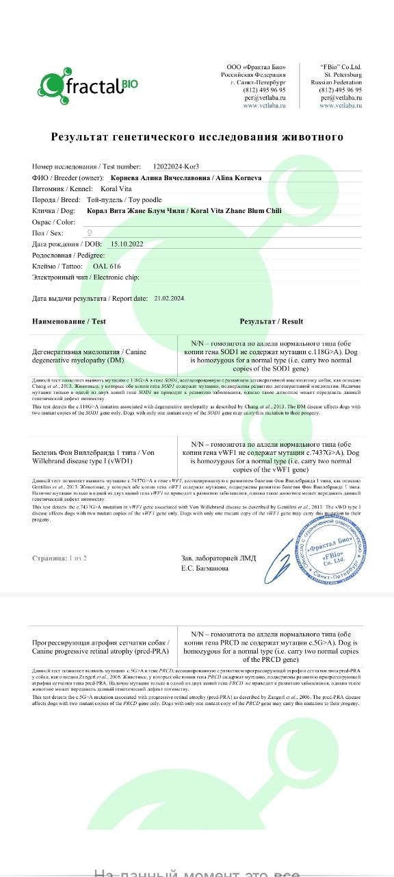 Той пудель коричневого окраса, сука — питомник «Корал Вита»