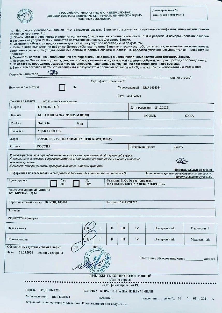 Той пудель коричневого окраса, сука — питомник «Корал Вита»