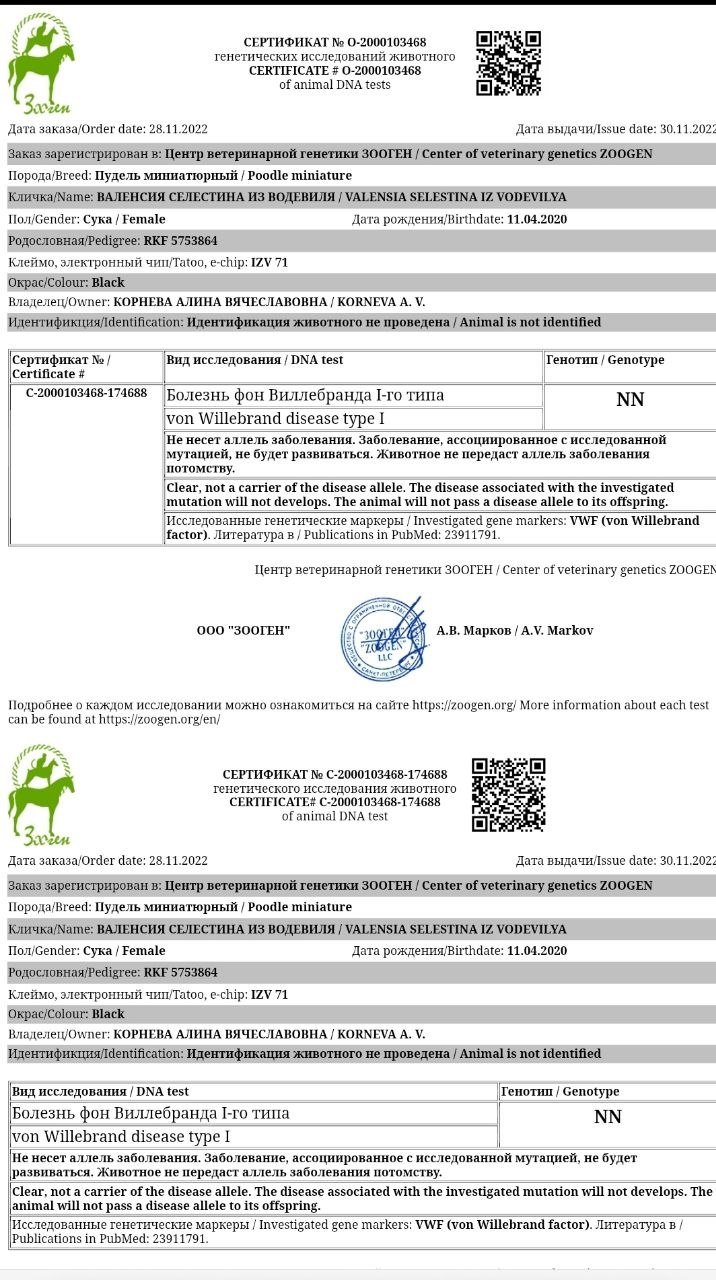Миниатюрный пудель чёрного окраса, сука — питомник «Корал Вита»