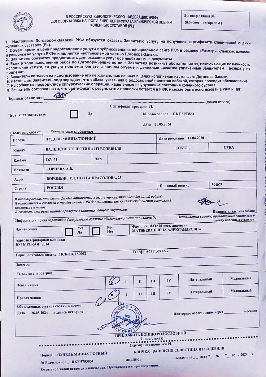 Миниатюрный пудель чёрного окраса, сука — питомник «Корал Вита»