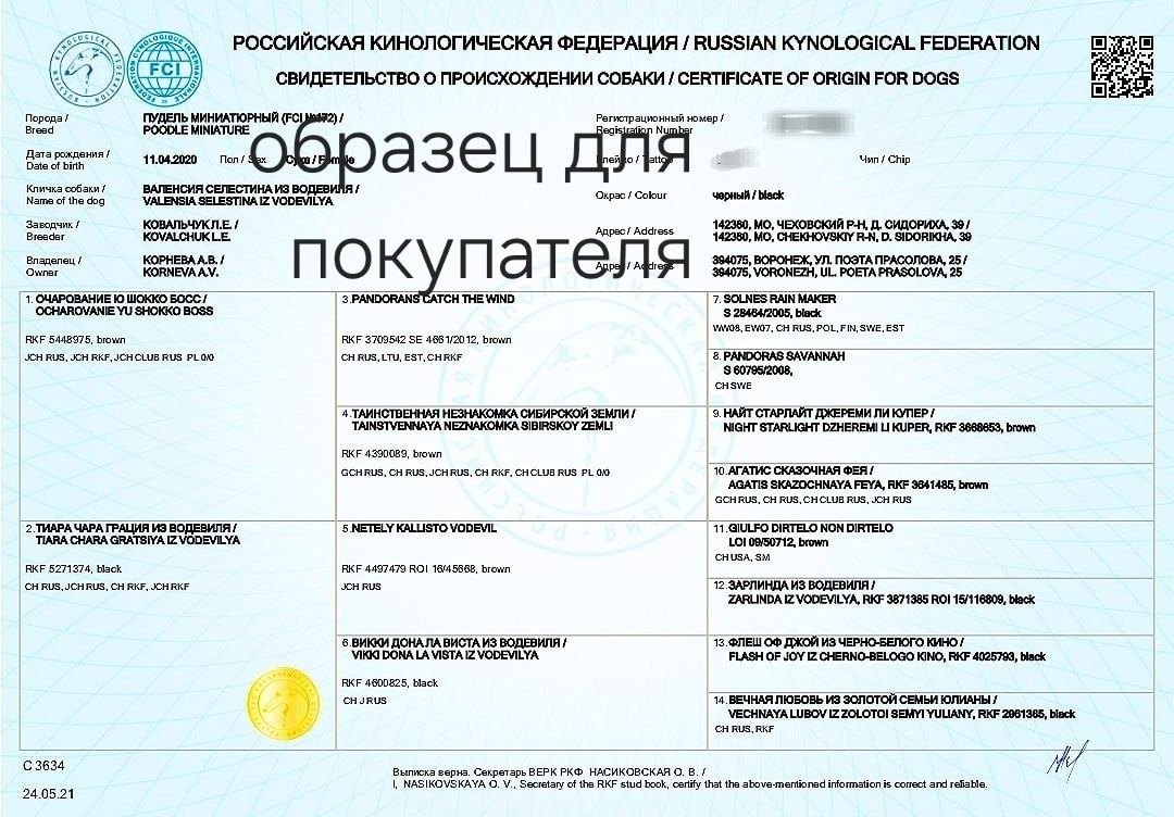 Миниатюрный пудель чёрного окраса, сука — питомник «Корал Вита»