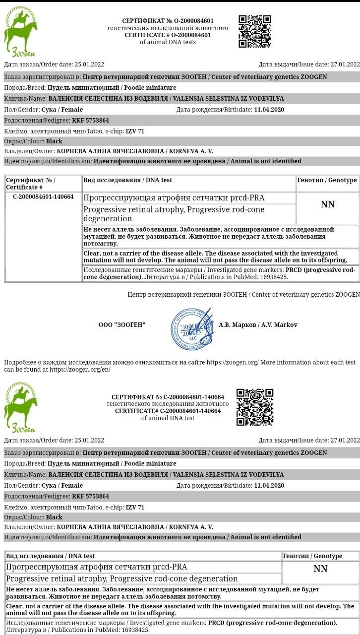 Миниатюрный пудель чёрного окраса, сука — питомник «Корал Вита»
