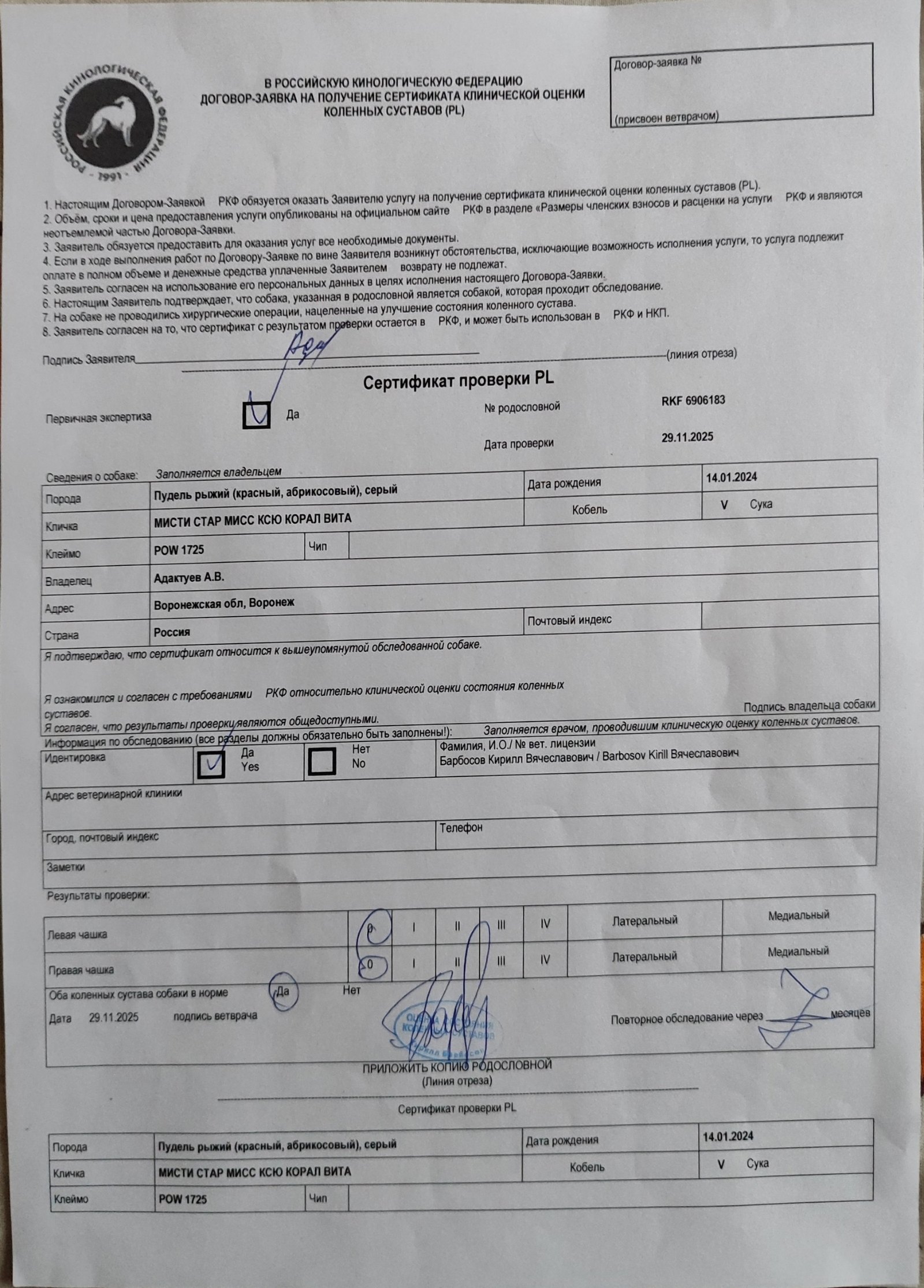 Миниатюрный пудель рыжего окраса, сука — питомник «Корал Вита»