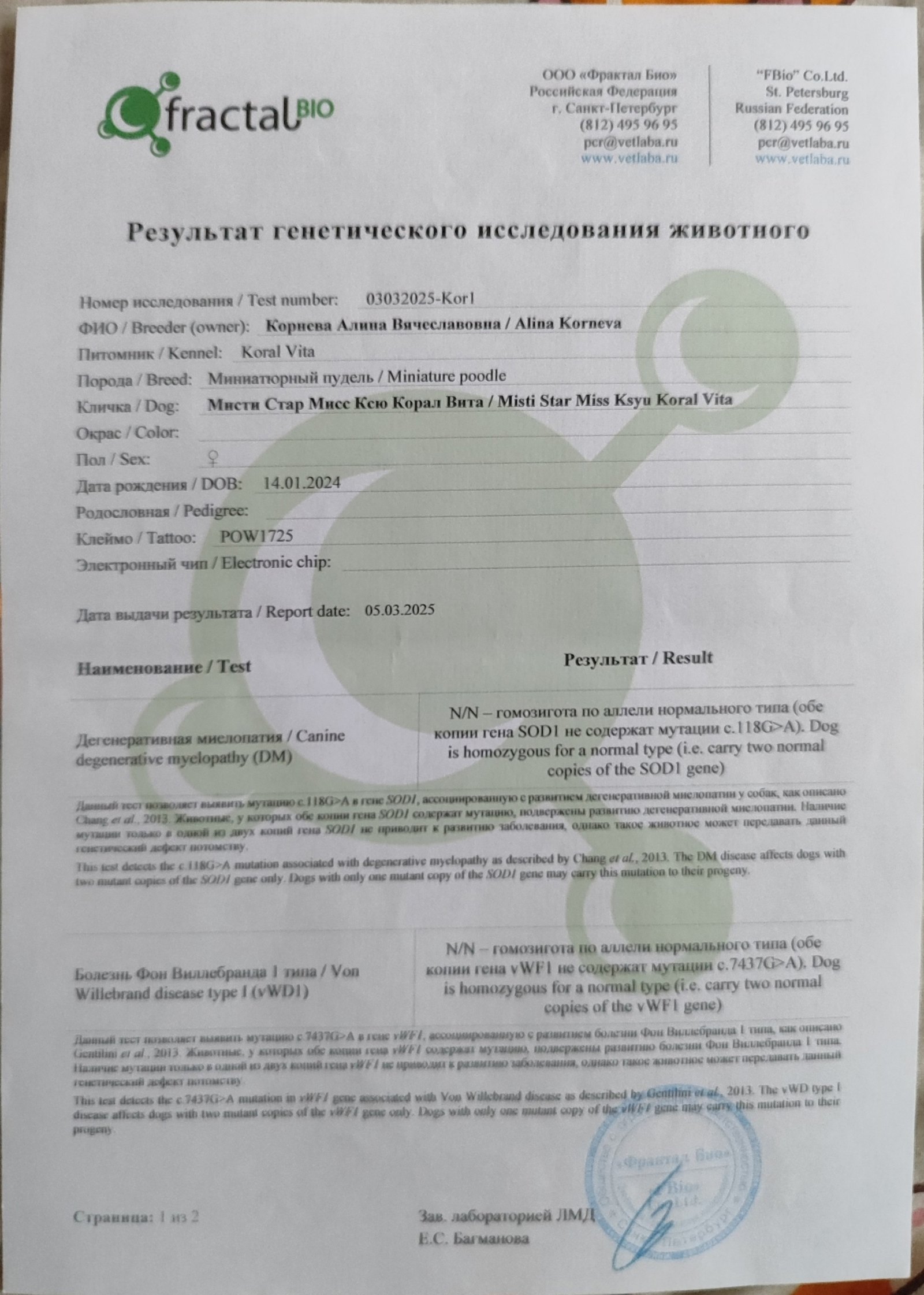 Миниатюрный пудель рыжего окраса, сука — питомник «Корал Вита»