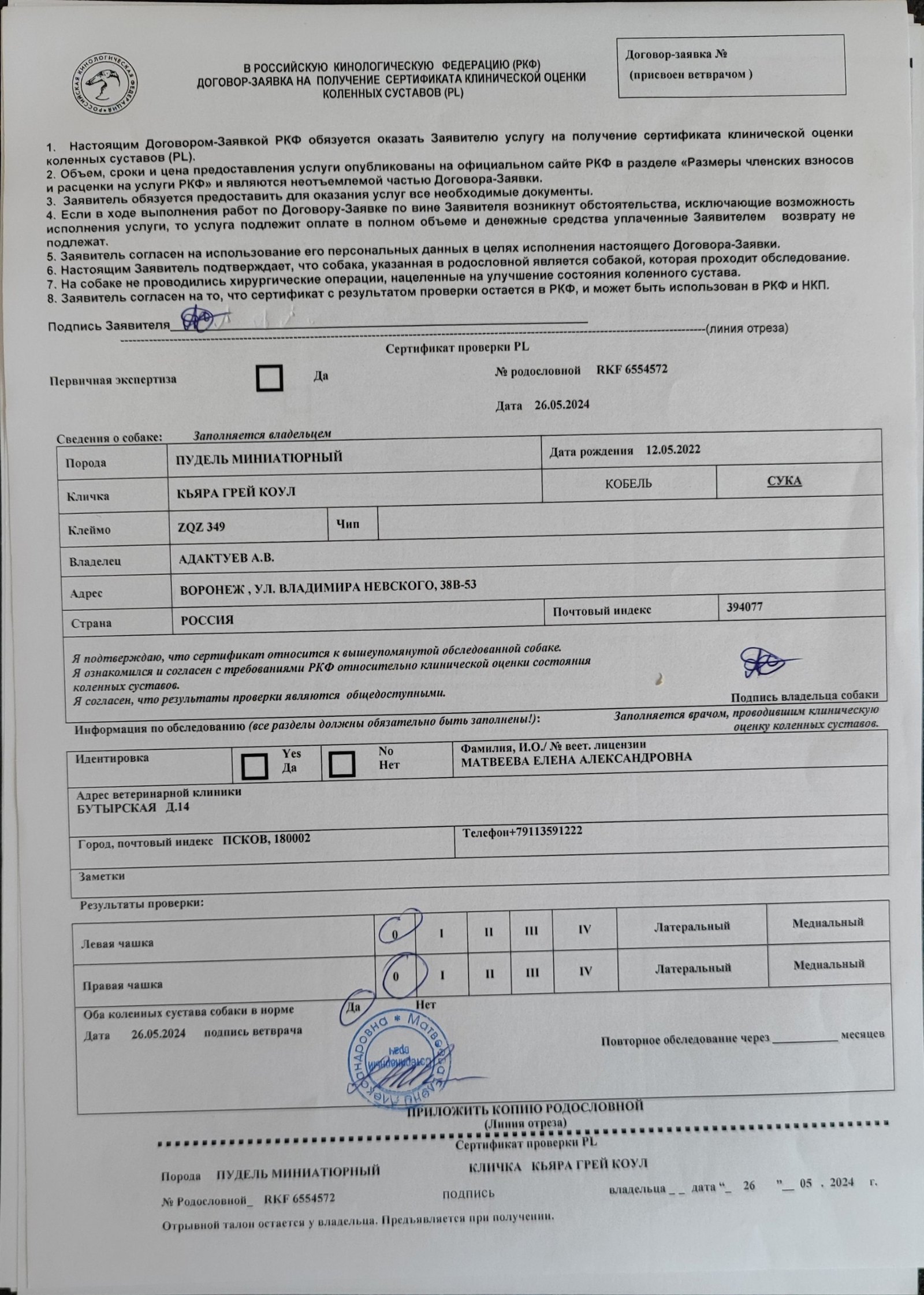 Миниатюрный пудель серого окраса, сука — питомник «Корал Вита»