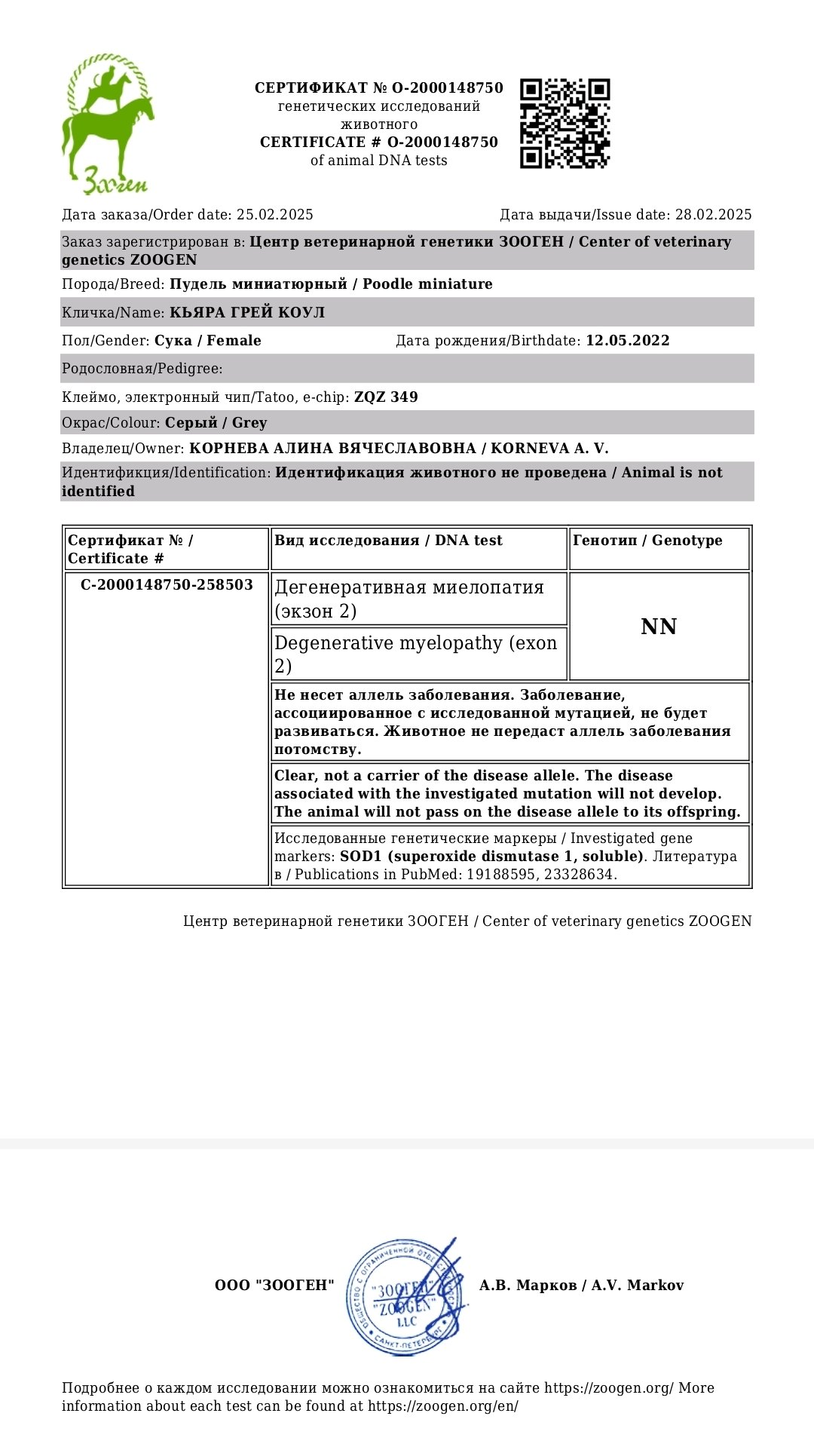 Миниатюрный пудель серого окраса, сука — питомник «Корал Вита»