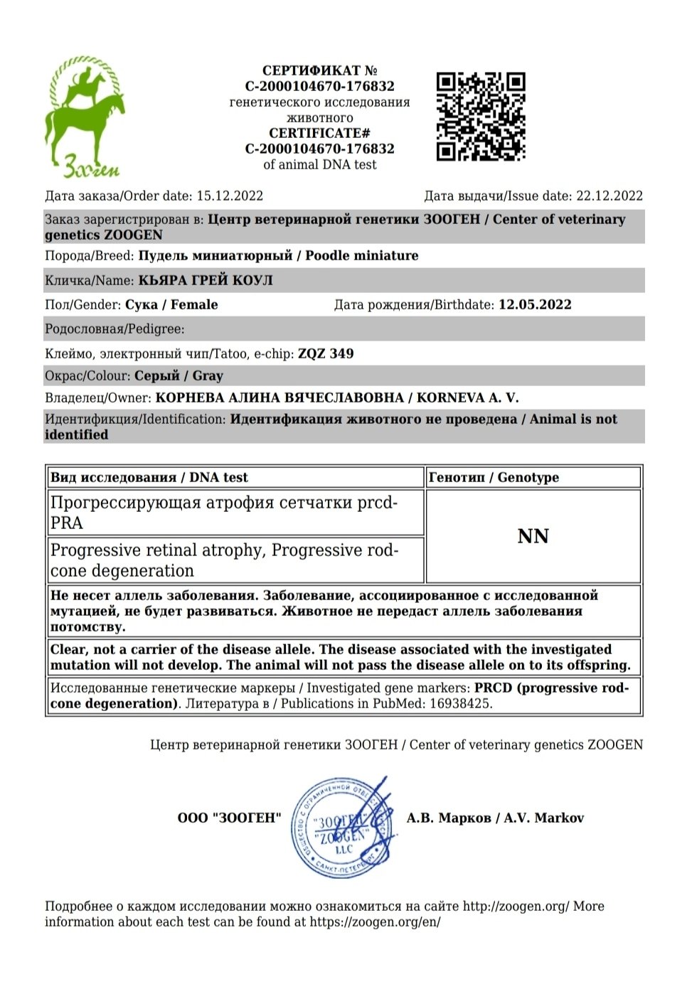 Миниатюрный пудель серого окраса, сука — питомник «Корал Вита»