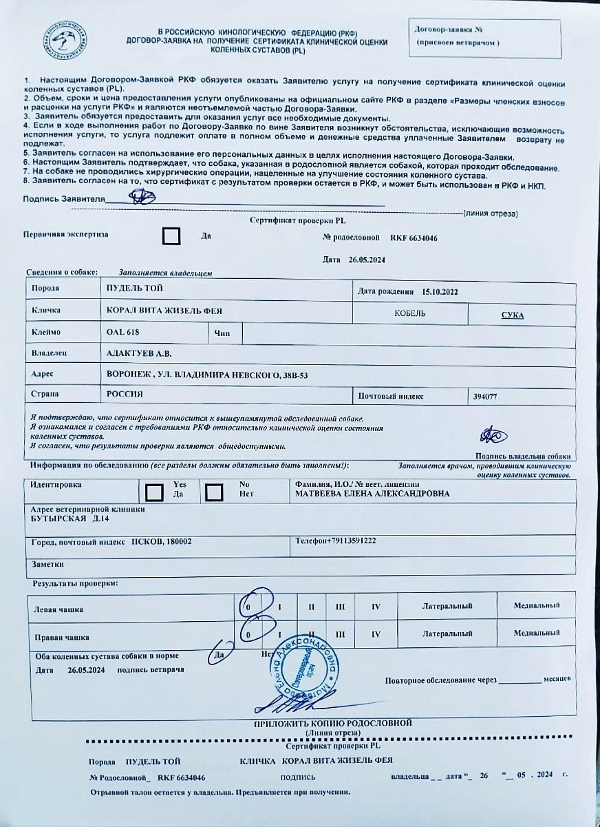 Той пудель коричневого окраса, сука — питомник «Корал Вита»