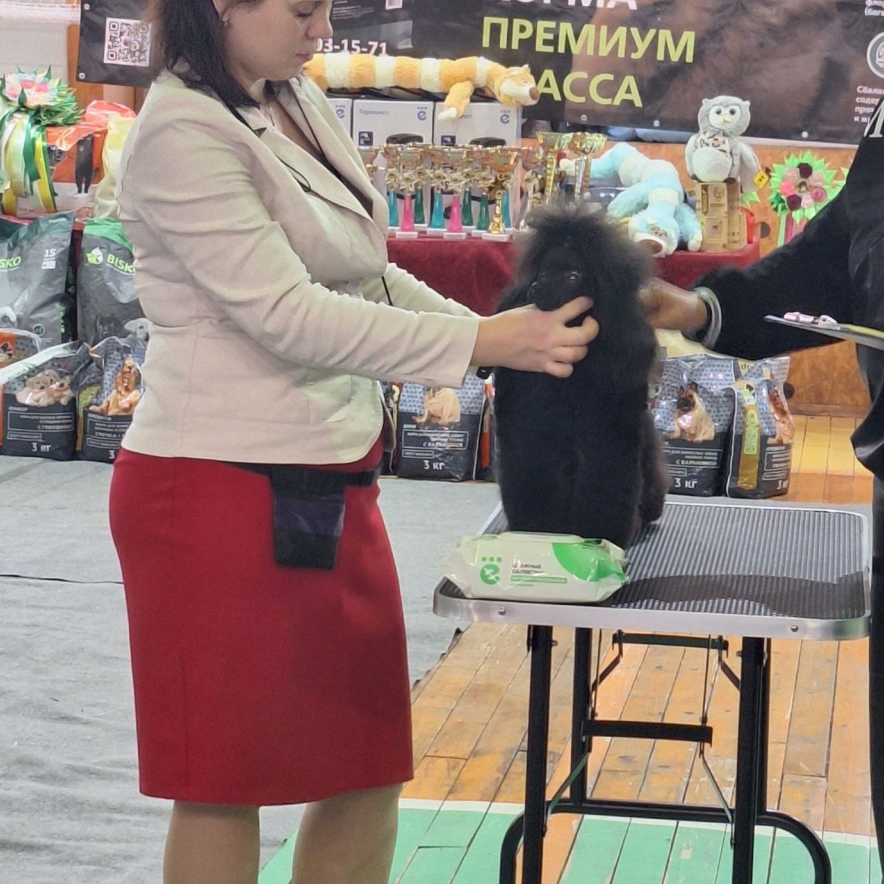 Выпускник питомника на выставочном ринге